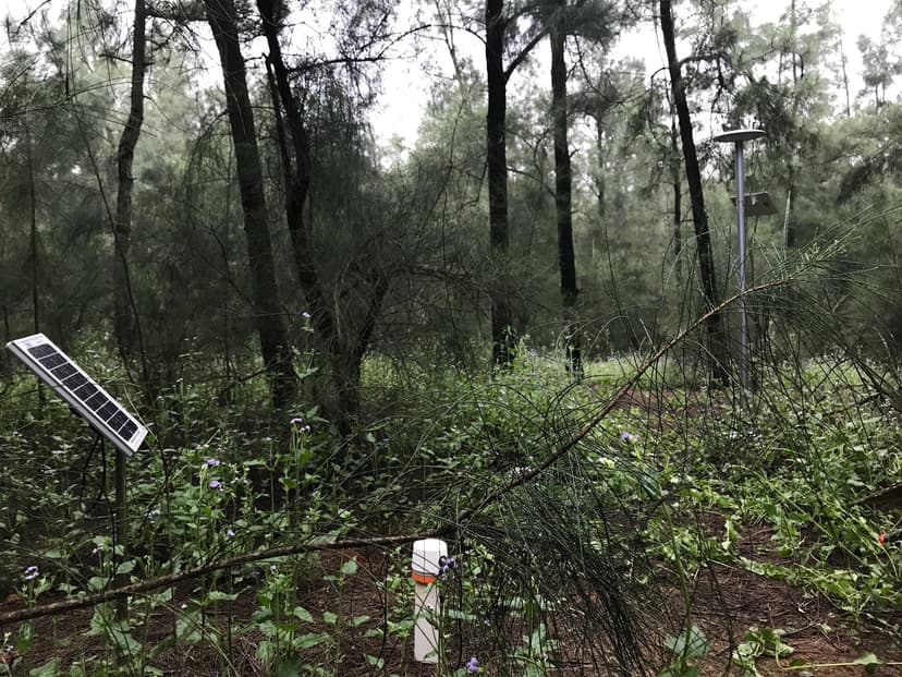 福建农林大学利用天圻智墒研究作物在砂土下的生长特性