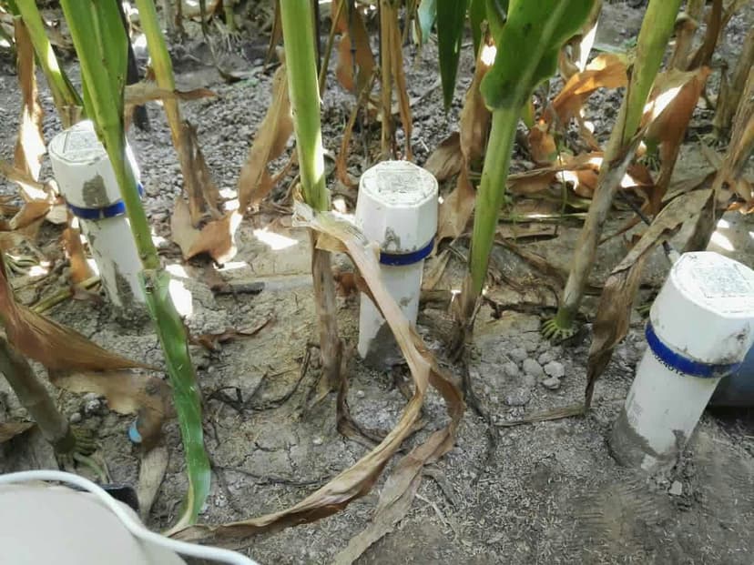 新疆兵团利用智墒研究滴灌玉米水肥协同调控关键技术